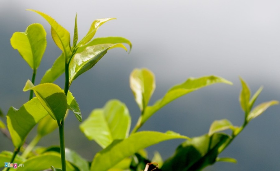 Núi Cà Đam - Quảng Ngãi Tourist